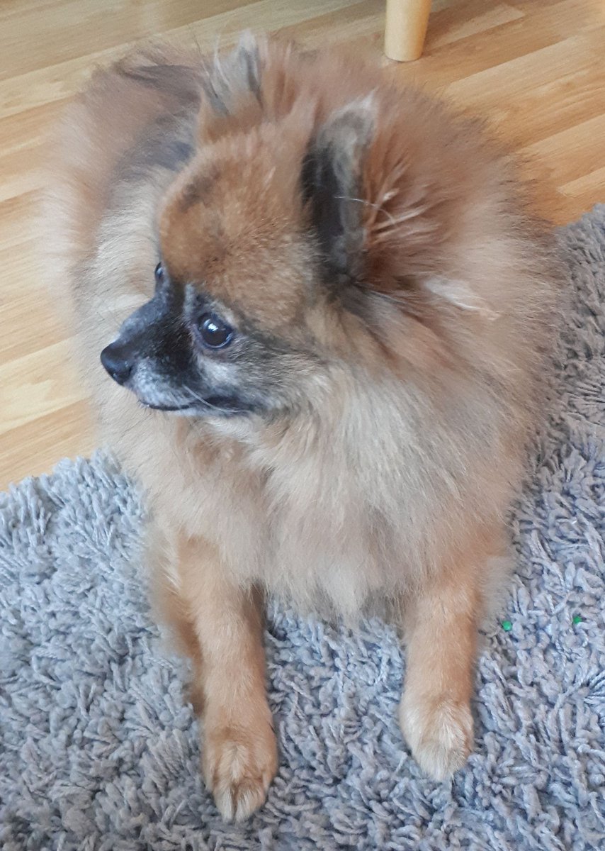 Natculley's tweet photo. @Cath_Kidston Our dog Tommy 🐶💕 https://t.co/I7n3ZCxcP4
