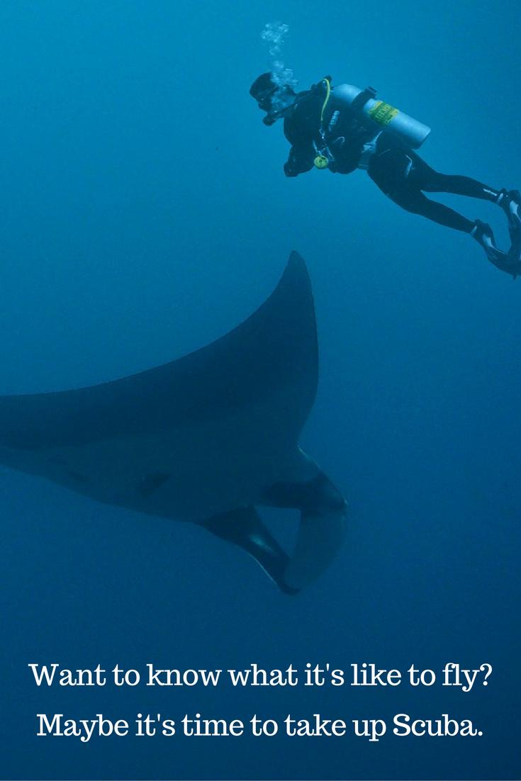 TrainingScuba's tweet image. #learning to #scuba is a piece of cake with good instructors! #Scubadive with us and be taught the way you understand the best! Whether your drive is to find #mindfulness, #relaxation, to #challengeyourself, for your #holiday, or a new #hobby we are who you need! DM us today!