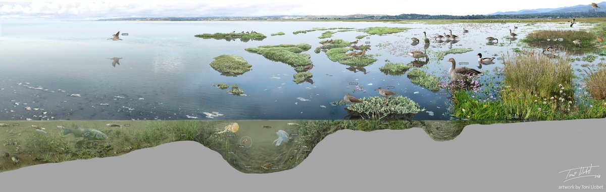  #Saltmarshes are among the most changing natural landscapes you can find in the UK. At the fringe between land and sea, they can be seen as fully marine habitats, when fully submerged by spring tides, with their creeks gleaming with jellies, mullets and crabs...