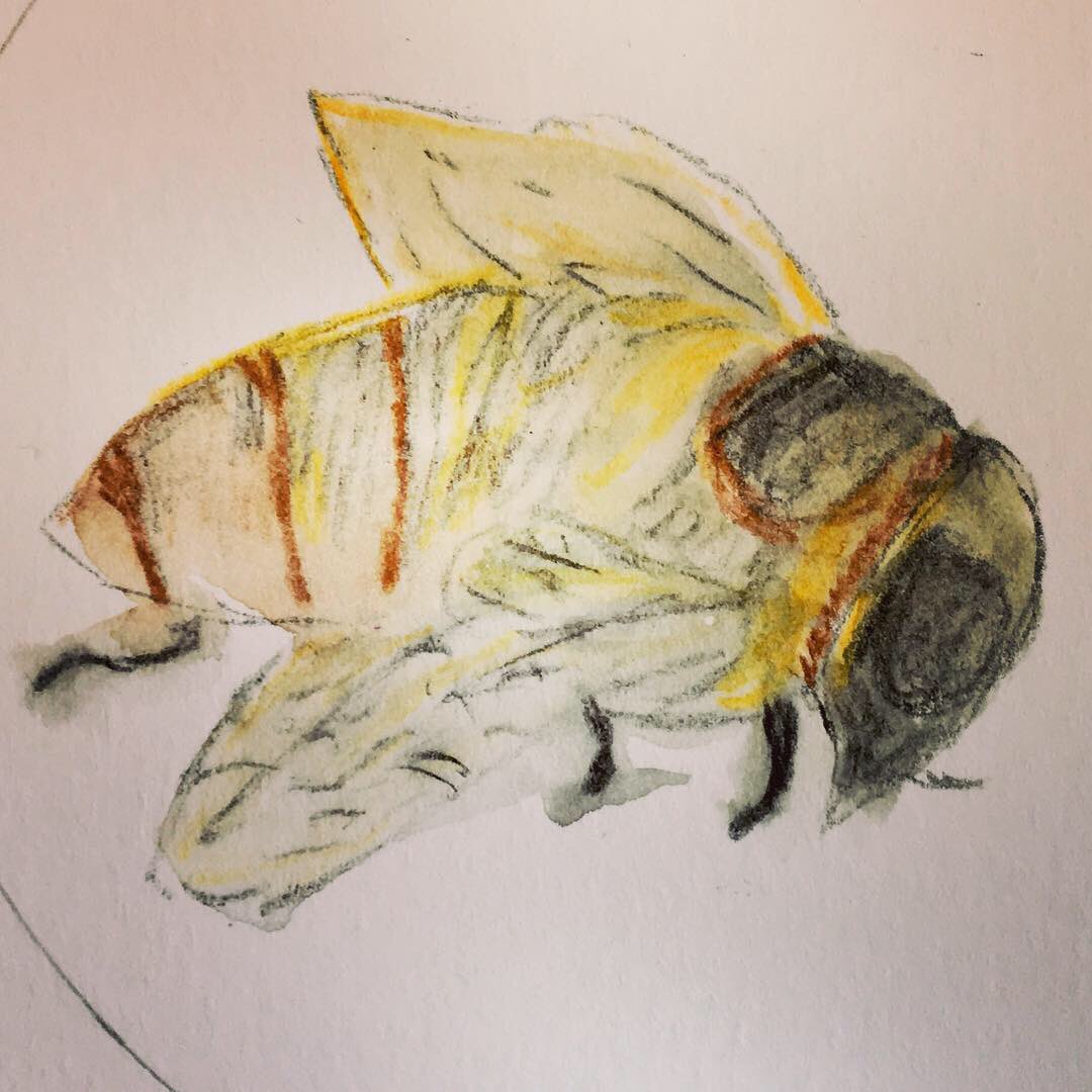Don’t miss the opening of #thebeyondnessofbees <a href="/EagleWorksArt/">Eagle Works</a> this evening 6-8pm - drawings &amp; textiles inspired by investigation into the microscopic world of bees - the project has been created by artists Sue Brisco &amp; Elise Stewart with support from <a href="/CreativeBCuk/">CreativeBlackCountry</a> &amp; <a href="/WildsideAC/">Wildside Activity Centre</a>
