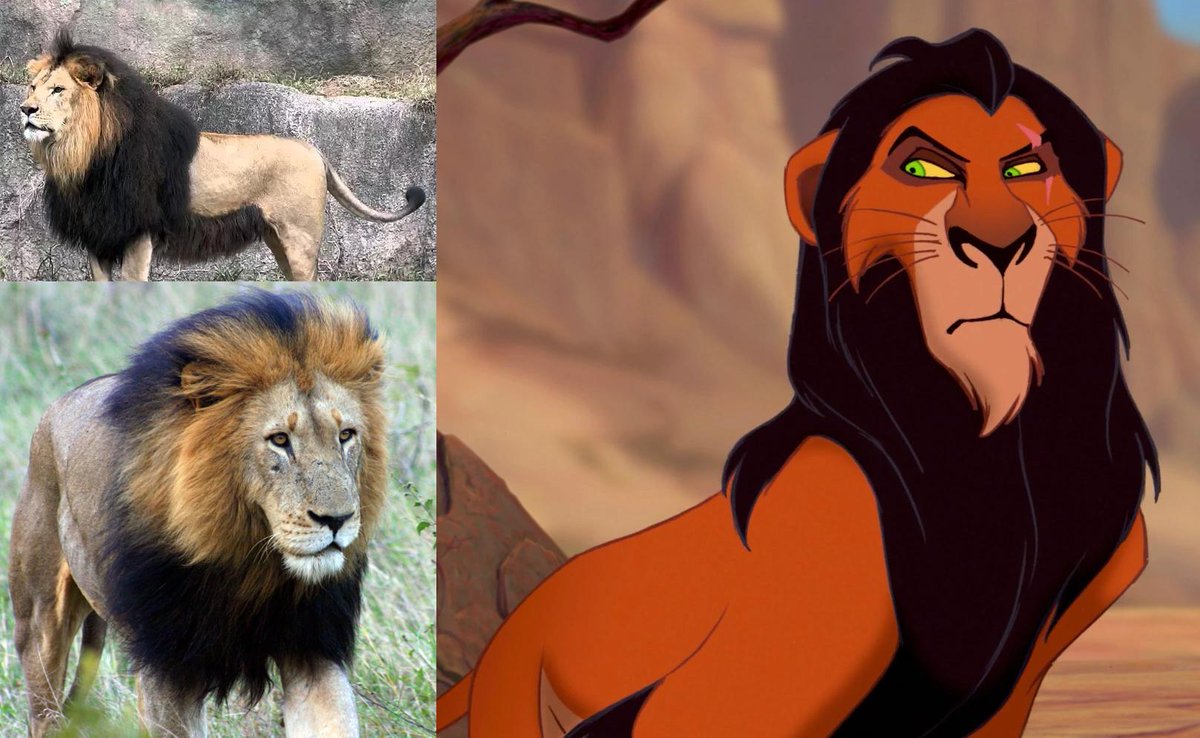 Why Do Some Lions Have Black Manes