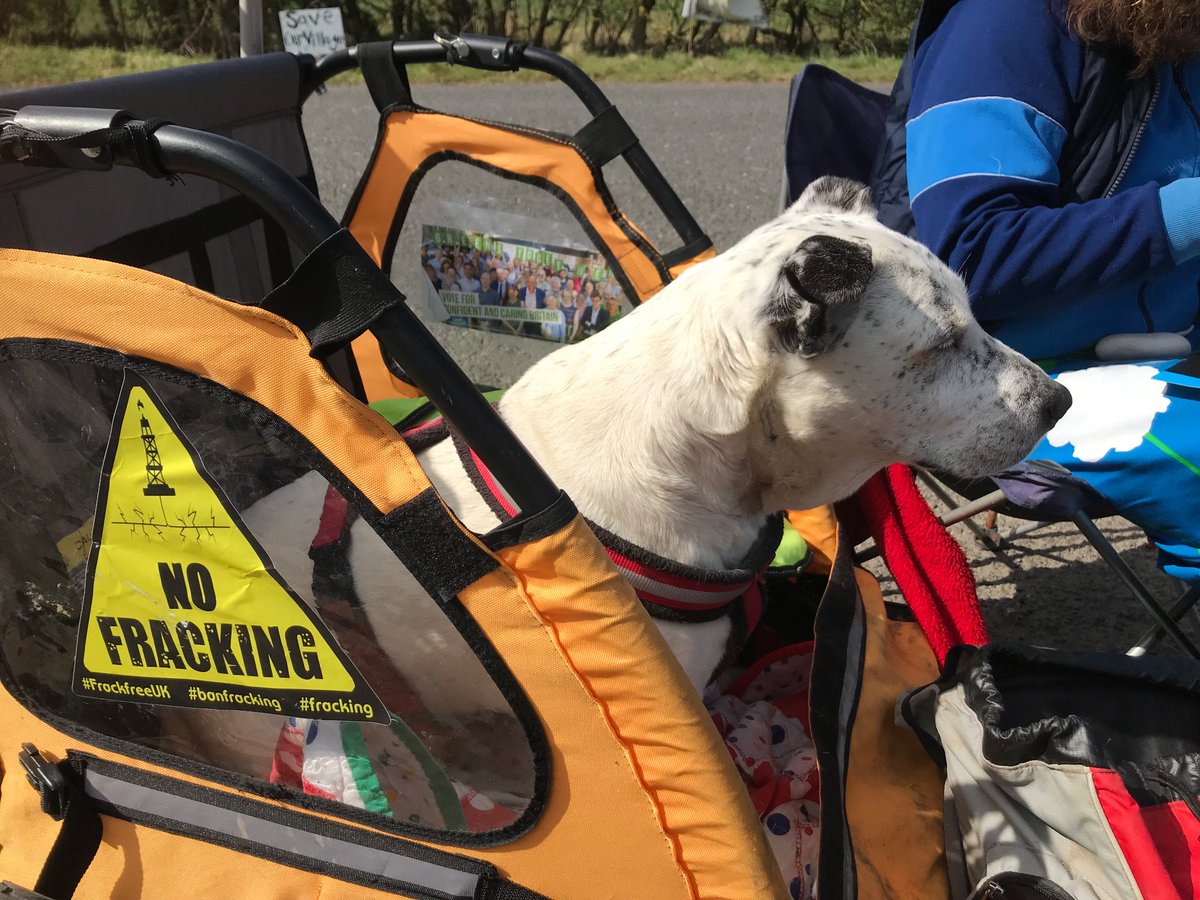 kateneeeedham's tweet photo. #dogsagainstfracking
At #MissonSprings for Wildlife Wednesday 
#fracking #banfracking #WildlifeWednesday https://t.co/Zq4DjgCqIo