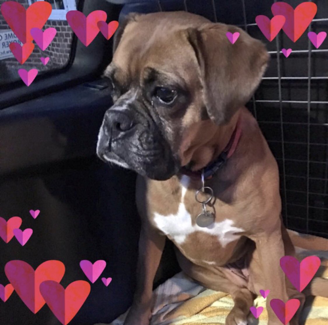 TaniaMariaWelch's tweet photo. Thinking of this little lady♥️My Brandy left me a year ago today but she never ever left my heart ♥️ Run Free little one 🌈 xx 
@TheLabraDiva @jenfox84 @pastebbins @rubygirl0401 @LucyFan4 @JayneOsullivan6 @annette_fry @charrleemims @whiteboxerlayla @dreneehawkins @dogcelebration https://t.co/W1qCxdG0wD