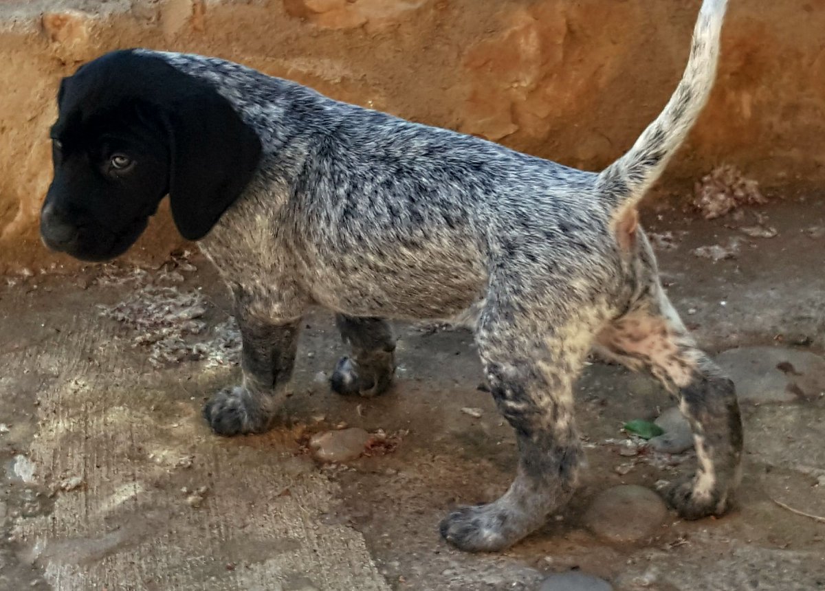 Alberto Martinez (@dogbrac) on Twitter photo 