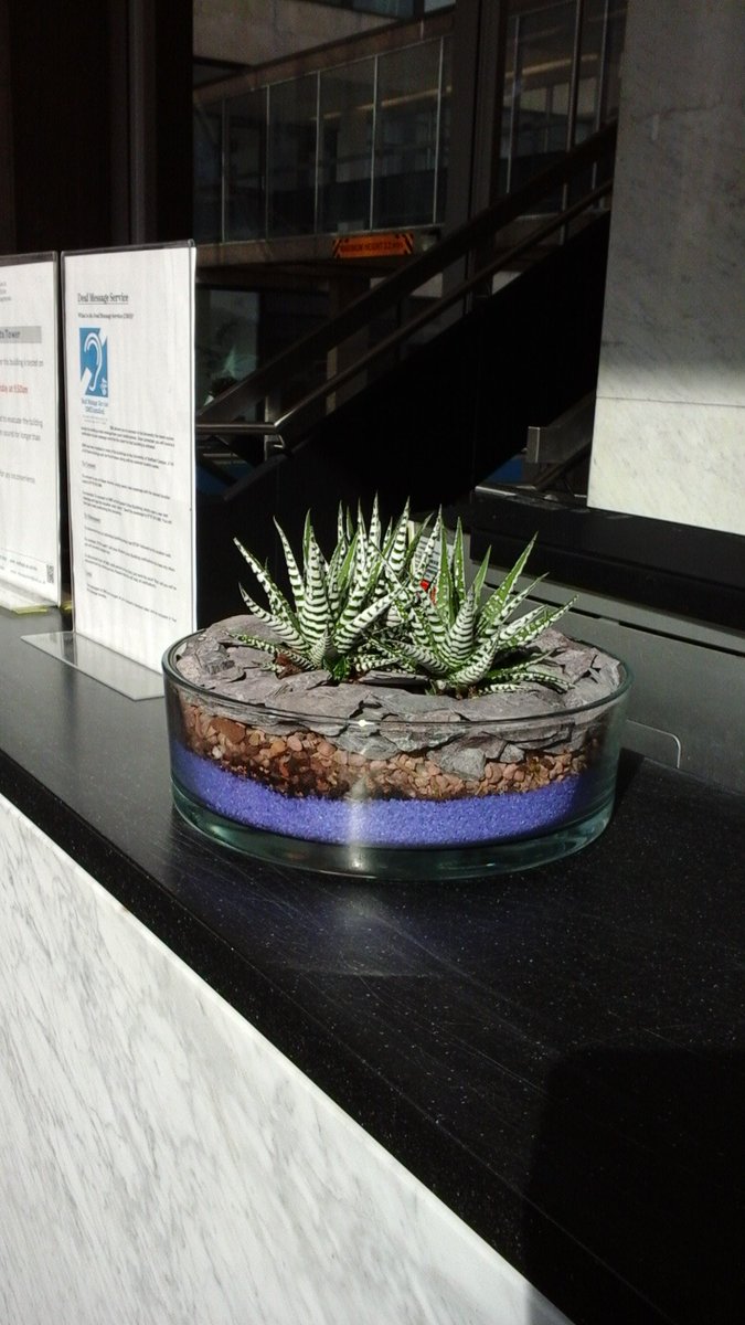 LandscapeServi4's tweet image. First Tweet! Better make it a good one, this morning the Interior Landscape Team have installed some entrance plants to the Arts Tower. What do you think? #Landscapeservices #tuos #Artstower #Plants #Hydrangea #Asplenium #BottleGarden