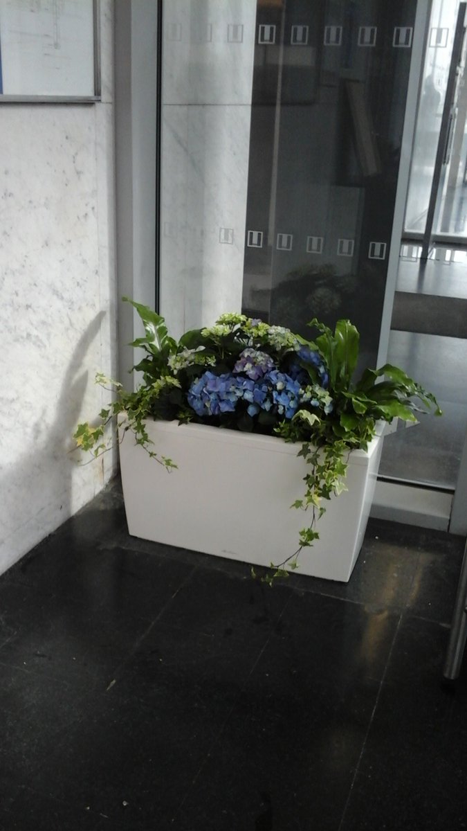 LandscapeServi4's tweet image. First Tweet! Better make it a good one, this morning the Interior Landscape Team have installed some entrance plants to the Arts Tower. What do you think? #Landscapeservices #tuos #Artstower #Plants #Hydrangea #Asplenium #BottleGarden