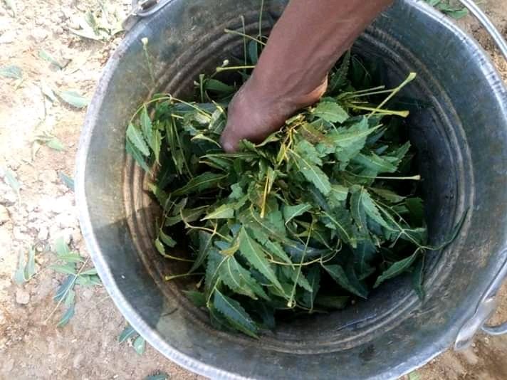 AlfaroTraore's tweet photo. Le traitement biologique a base des feuilles de neem et du savon. https://t.co/Nfd2HorFS3