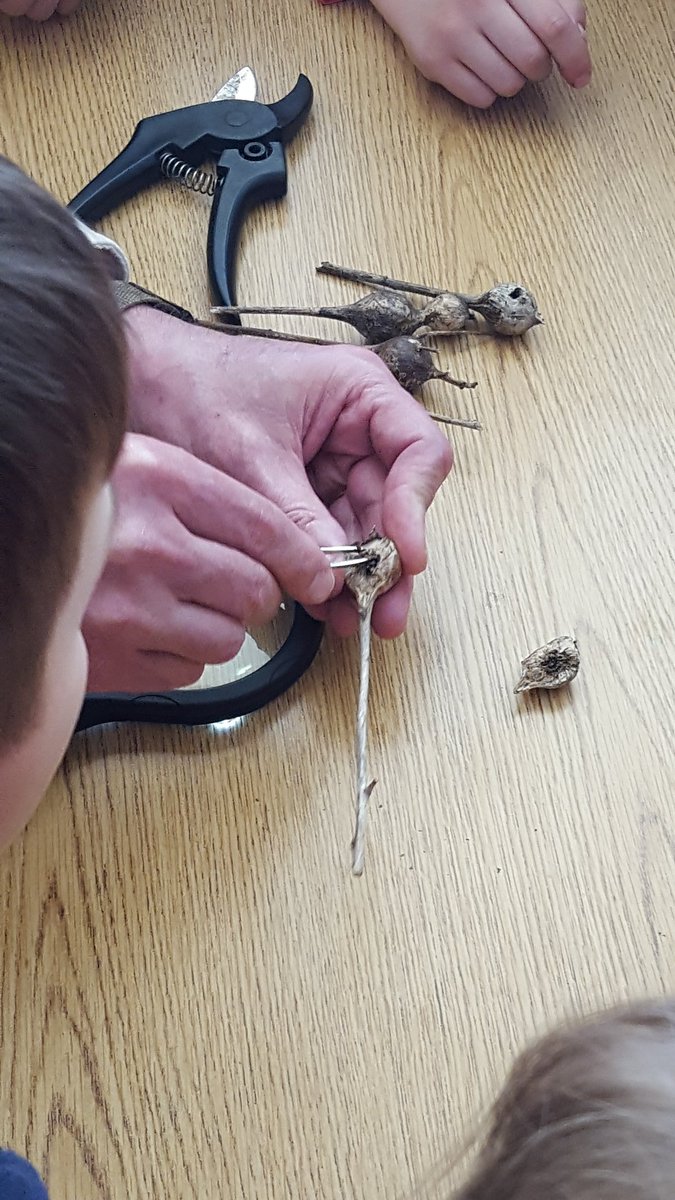 MrsJowkar's tweet photo. When a community member volunteers to share his passion for the outdoors with our class! Today we learned about Goldenrod Gall Flies with some hands on, minds blown kind of science!
#GLCSKellogg #growyourgarden #michiganscience https://t.co/PQ6c8GSI0M