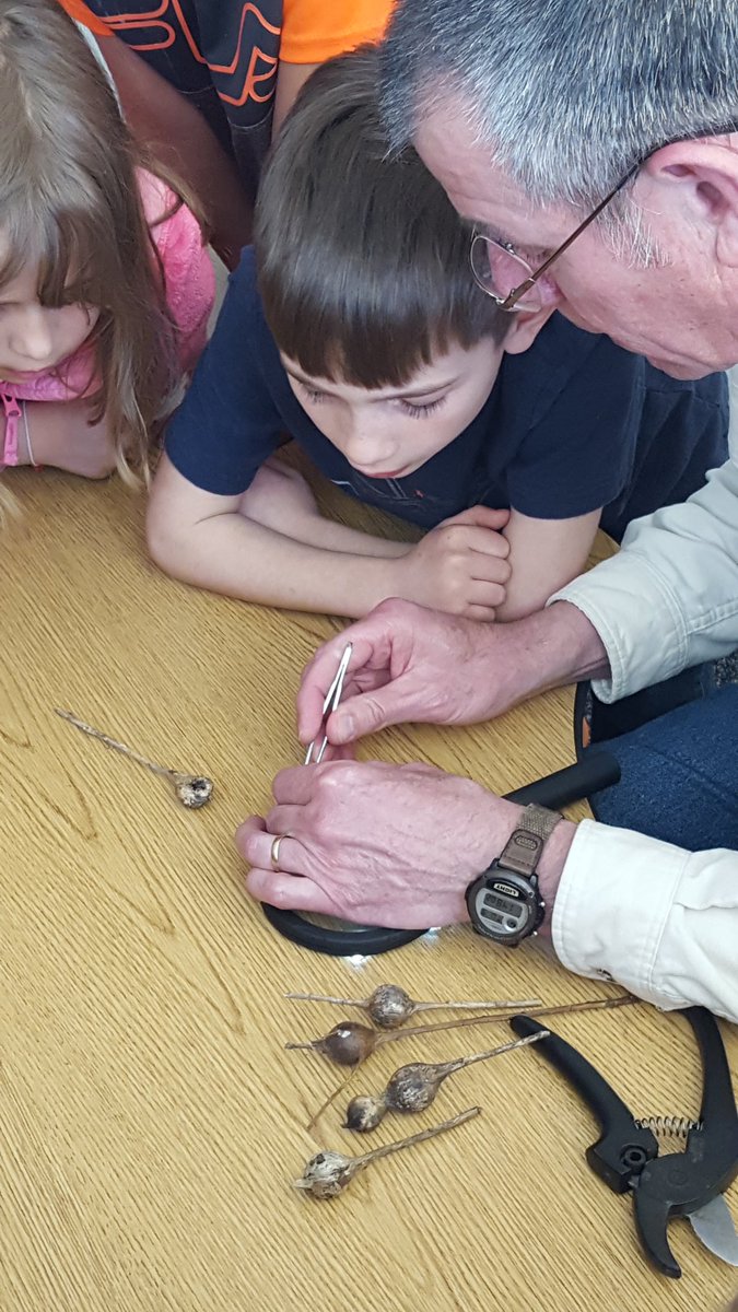MrsJowkar's tweet photo. When a community member volunteers to share his passion for the outdoors with our class! Today we learned about Goldenrod Gall Flies with some hands on, minds blown kind of science!
#GLCSKellogg #growyourgarden #michiganscience https://t.co/PQ6c8GSI0M
