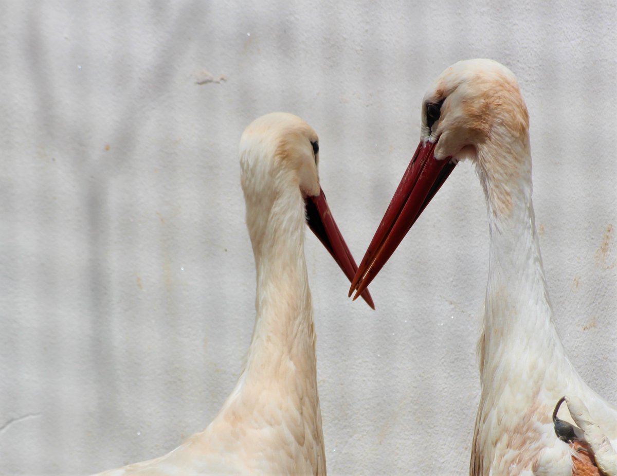 Olga Ayuso 🏳️‍🌈🏳️‍⚧️🌍 tweet media