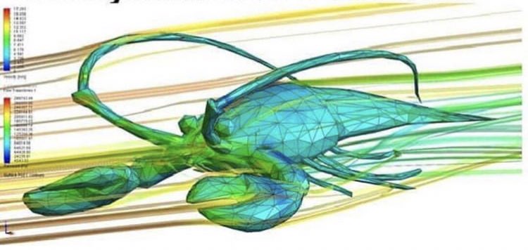 OhMyBrain's tweet photo. -Nadie:

-Aerodinámica de una langosta: https://t.co/LZvHFi8m4G