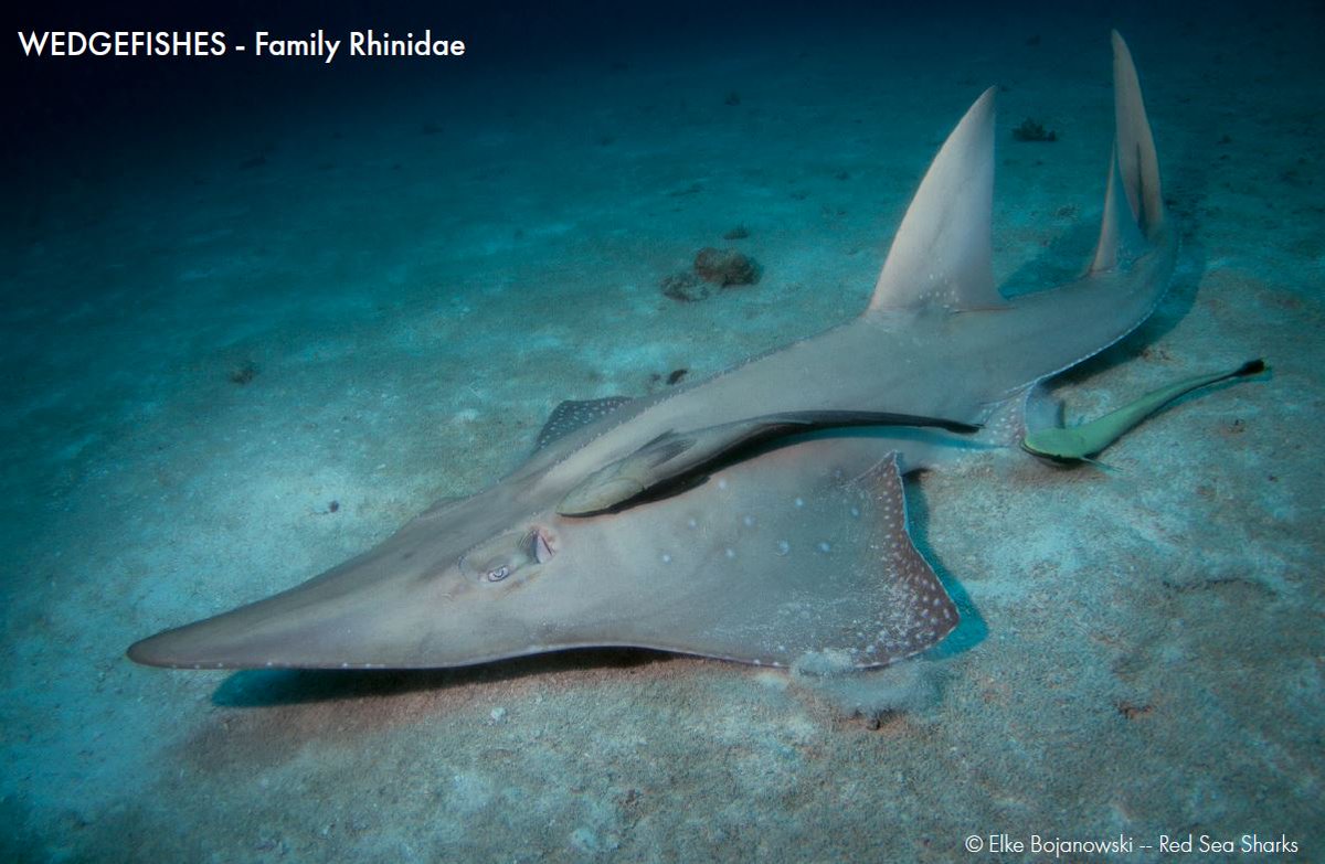 ifawglobal's tweet photo. Happy #wedgefishwednesday! This newly released ID guide for wedgefish &amp; giant guitarfish will help @CITES Parties identify &amp; protect these Critically Endangered species if trade protections are adopted this May. Check it out here ➡ https://t.co/JbcCmrg8NB #cop18sharks https://t.co/kjJCTOspju