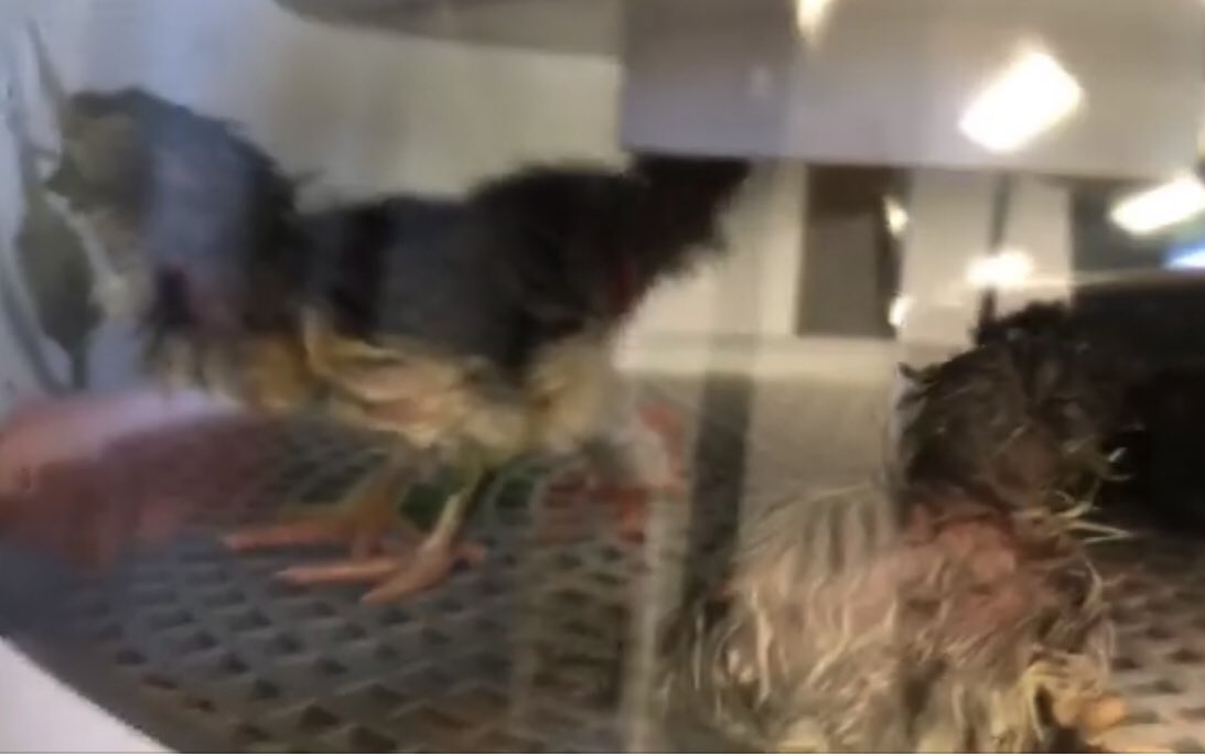 S_Consilio's tweet photo. Egg-citing things happening @SFAGators @pitscoed #STREAM Lab . They are “hatching” a plan to raise chickens. 7 chicks and one more making its debut! #BISDpride #BISDscience https://t.co/6x8GWINcb6