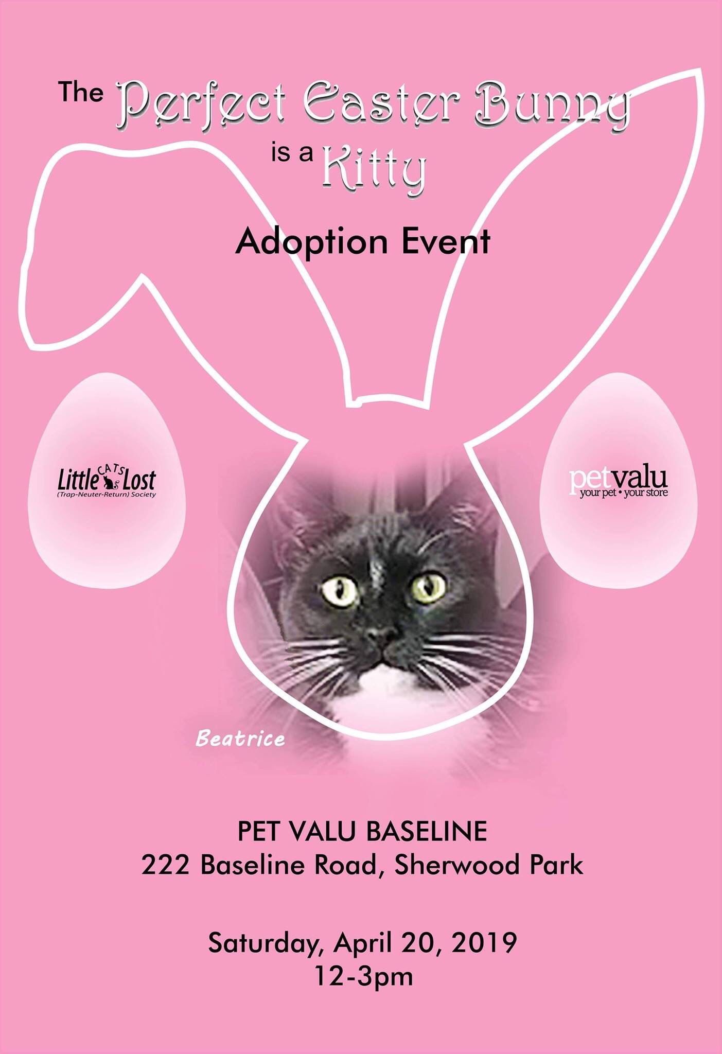 pet valu kittens for adoption