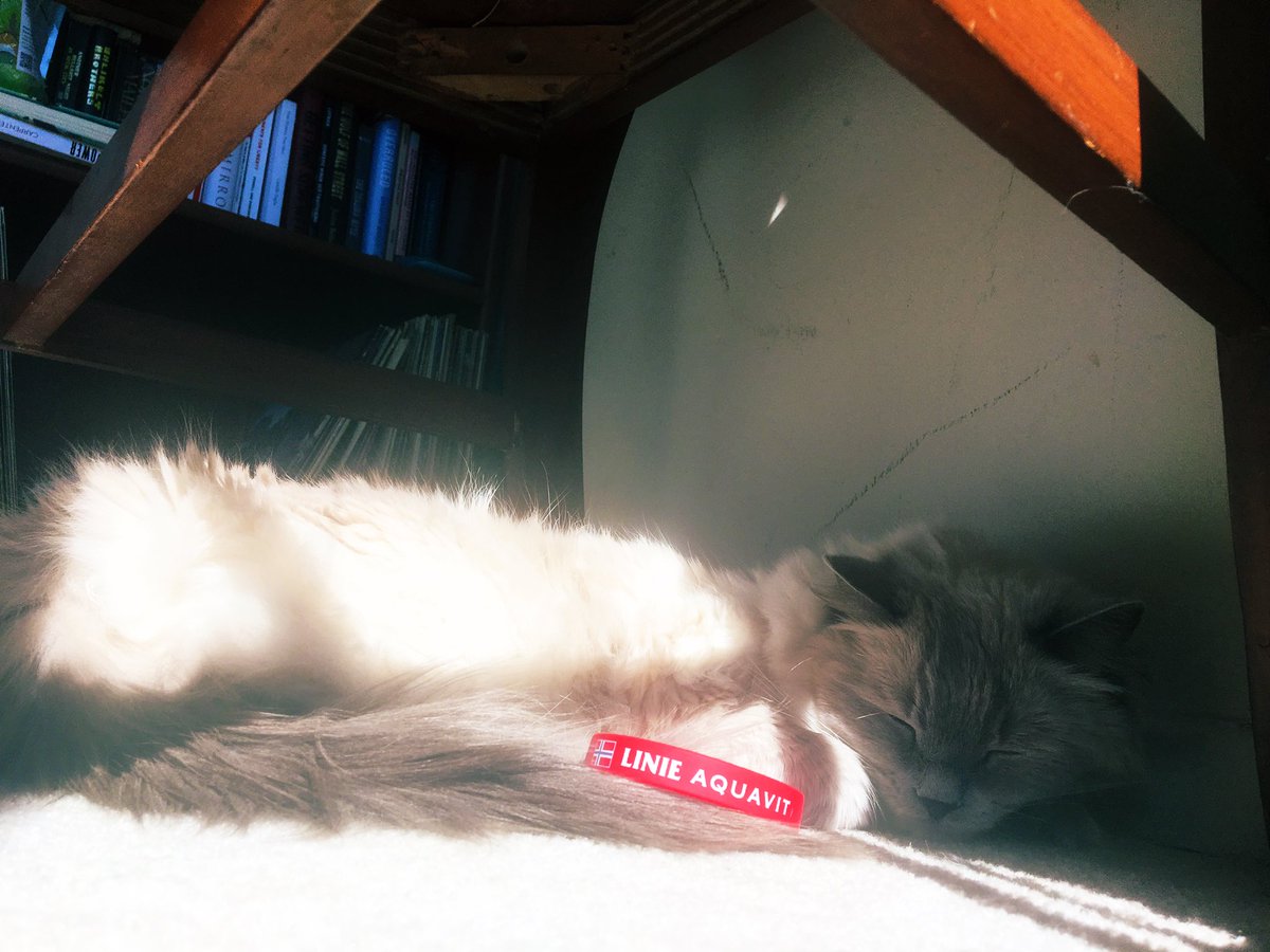 Paging <a href="/jacobgrier/">Jacob Grier (is not here)</a> -- caught Esme cuddling with Aquavit wristband