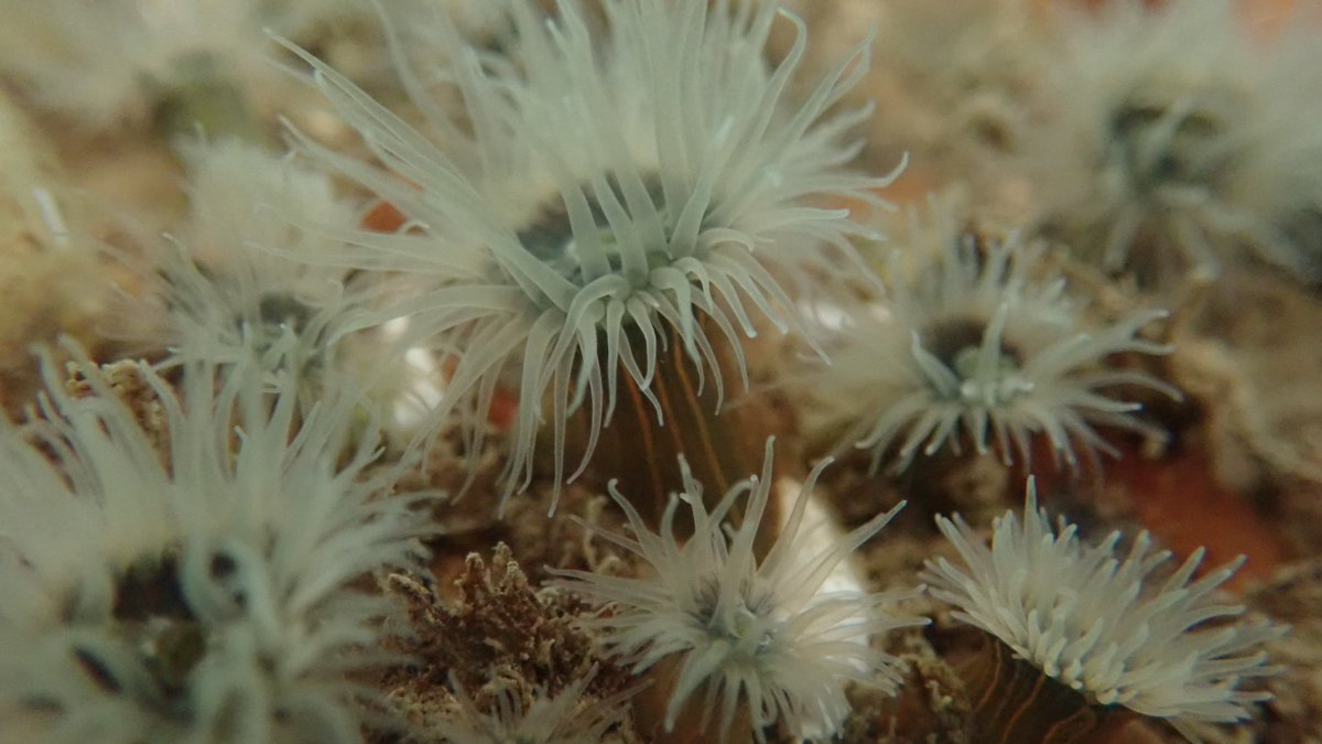 H_ParryWilson's tweet photo. Even though I study rocky shore ecology, searching pontoons for #INNS #invasivespecies is just as fascinating... especially when you find stunners like this Orange Striped #Anemone (Diadumene lineata) down the road from the office! @kathrynepack @thembauk #PhDlife #BCSW2019 https://t.co/P5UOyyL4ce