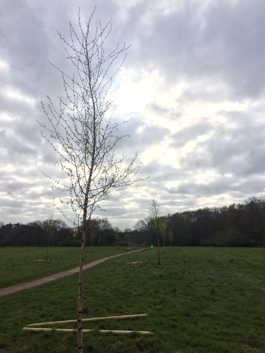 wildethingpr's tweet photo. New trees springing up all over the park! Greening #Solihull @SolihullUpdates @ElmdonPark @ElmdonFC @JLR_News @UKCentralComms @SolihullBID @Solihull_BC @solihullmayor @SolihullMoors @SolihullLife @SummerSolihull @CloudNineHypno @Goodfooddrink @solihulltoday https://t.co/RyJbQr0Ugb