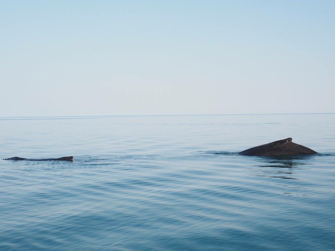 Cryptocuzzie's tweet image. Had the immense pleasure of seeing a whale irl today.  One pump from this bad boy and we are all moon bound 🌙@Crypto_Bitlord  #Whalewarz