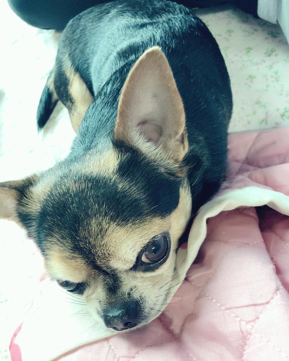 쥬뗌므 tweet media