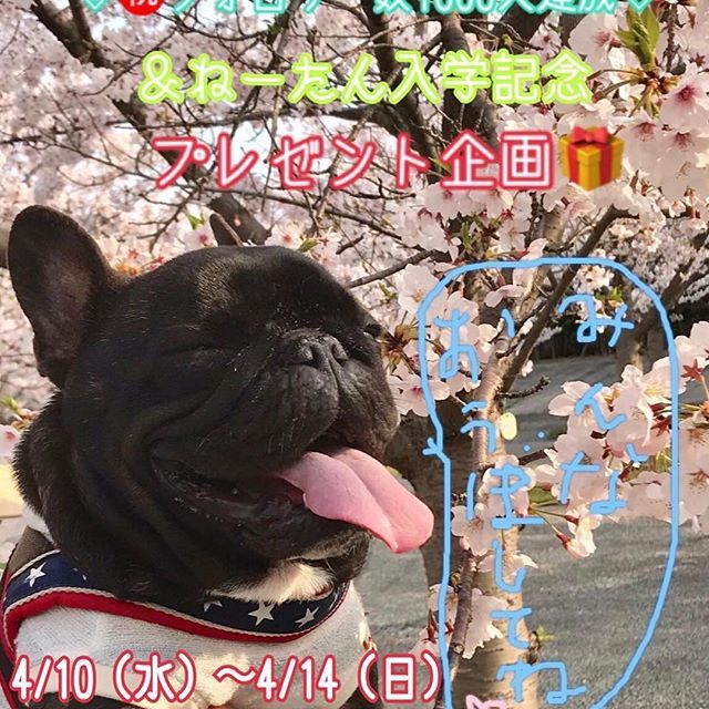 can_kuttya's tweet photo. *
プレゼント応募するデシ٩(ˊᗜˋ*)و♪
*
#ブヒホリプレゼント企画 *
@hyuga819mam 
ママさん 初めましてのプレゼント応募です。
ひゅーがくん 可愛いなぁー💖💖💖
*
#フレンチブルドッグ#ぶひ
#frenchbulldog #buhi https://t.co/3Z8AHKD0pn