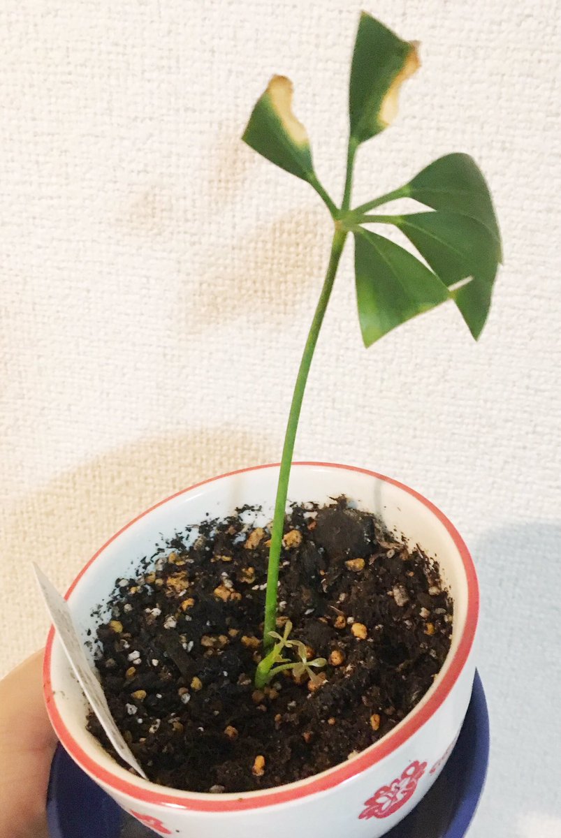 内生蔵裕希 Auf Twitter 挿し木で育ててたカポックが 新芽出した 嬉 W 観葉植物 カポック