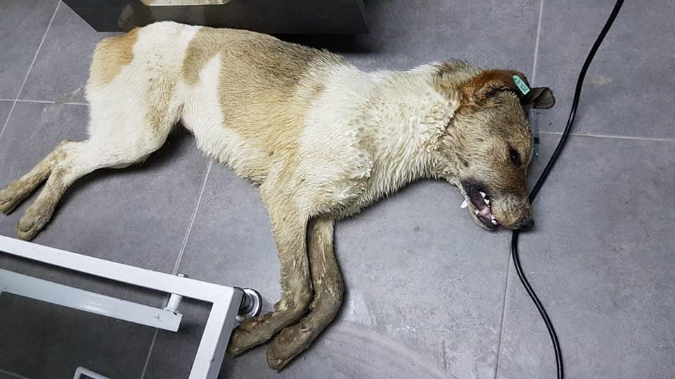 Açlığıyla gider ölüme.
Açlığıyla vurulur.
1 lokma yiyip, tok uyumanın hayalini kurarken kan kusa kusa iç organları patlayarak ölür.
Sonra kalp durur, vicdan ölür, merhamet yok olur.
Bir lokma yemeğin ucunda hayat son bulur.
Güvendiği insan sonu olur!
#BatıkentteKatliamVar