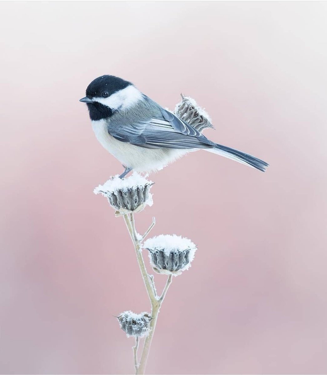 busraercan_'s tweet photo. Ben bugün bir kuşa aşık oldum
#blackcappedchickadee https://t.co/rnfTVbRS5n