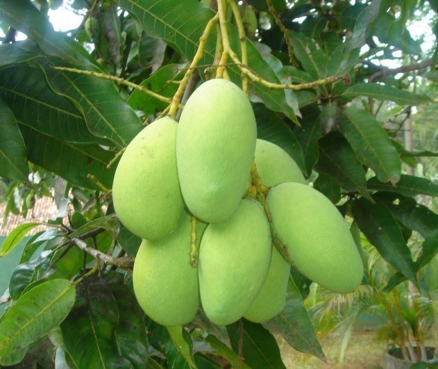 HortifreshWA's tweet photo. Mango Export Campaign Starts in Côte d’Ivoire https://t.co/hrrKu6BL3p https://t.co/sfle98xQSB