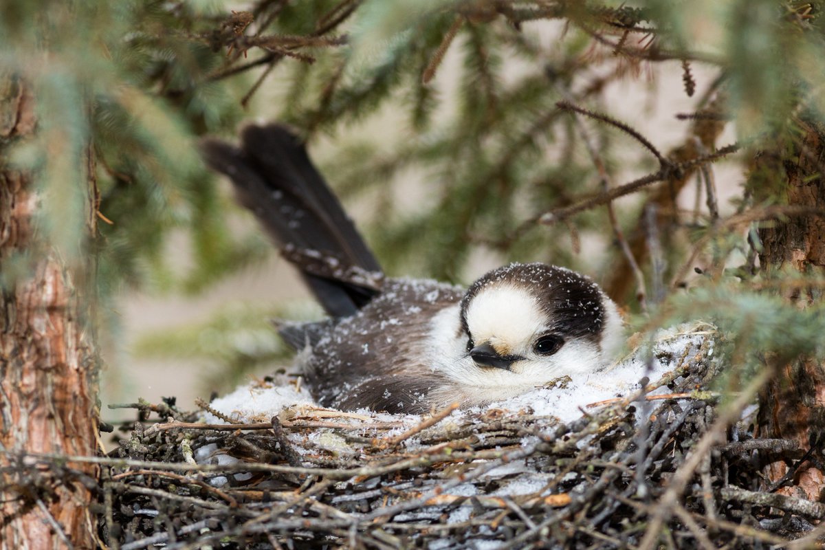 New #CanadaJay paper led by <a href="/Alexsutto/">Alex Sutton</a> shows fall freeze-thaw events carry over to depress late winter reproductive performance. 

Freezing and thawing spoils cached food Jays rely on to successfully breed. #ornithology 

Open access: royalsocietypublishing.org/doi/10.1098/rs…

photo <a href="/brettjforsyth/">brettjforsyth</a>