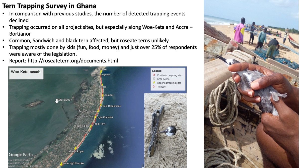 3 #WSTC5 #PopSesh1 15 out of 20 #Geolocators were retrieved on #Rockabill and 20 more deployed on #Coquet in 2018. Expected migration pattern but new stopover sites discovered. #TernTrapping in Ghana continues but at lower scale without impact on #roseatetern #populationdynamics