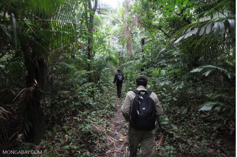 savetherhino's tweet photo. Requirements for a second habitat for Javan rhinos: must be accessible for long-term management &amp; safe from poaching &amp; habitat destruction (unlikely to be hit by a tsunami, earthquake, volcanic &amp; landslides; &amp; must have diverse vegetation https://t.co/wXRk7j8Xtp https://t.co/mGhb6lfkca