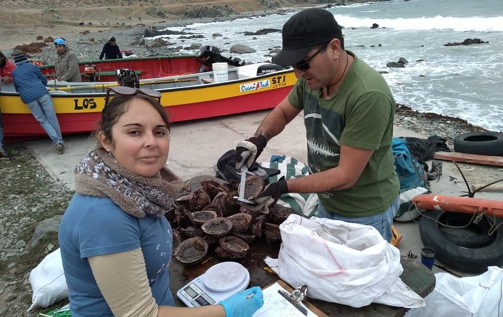 BITECMA's tweet photo. A pesar del mal tiempo (por #ENSO), realizamos la evaluación de las poblaciones de Loco, Lapas y Huiro Palo del área de manejo LOS LOBOS #LosVilos #RegionDeCoquimbo.
Proyecto @FOSISCoquimbo
@FAPSubpescacl
#BITECMA: @CesarPedrini Claudia y @Dbravogomez https://t.co/9BbD5nHPUB