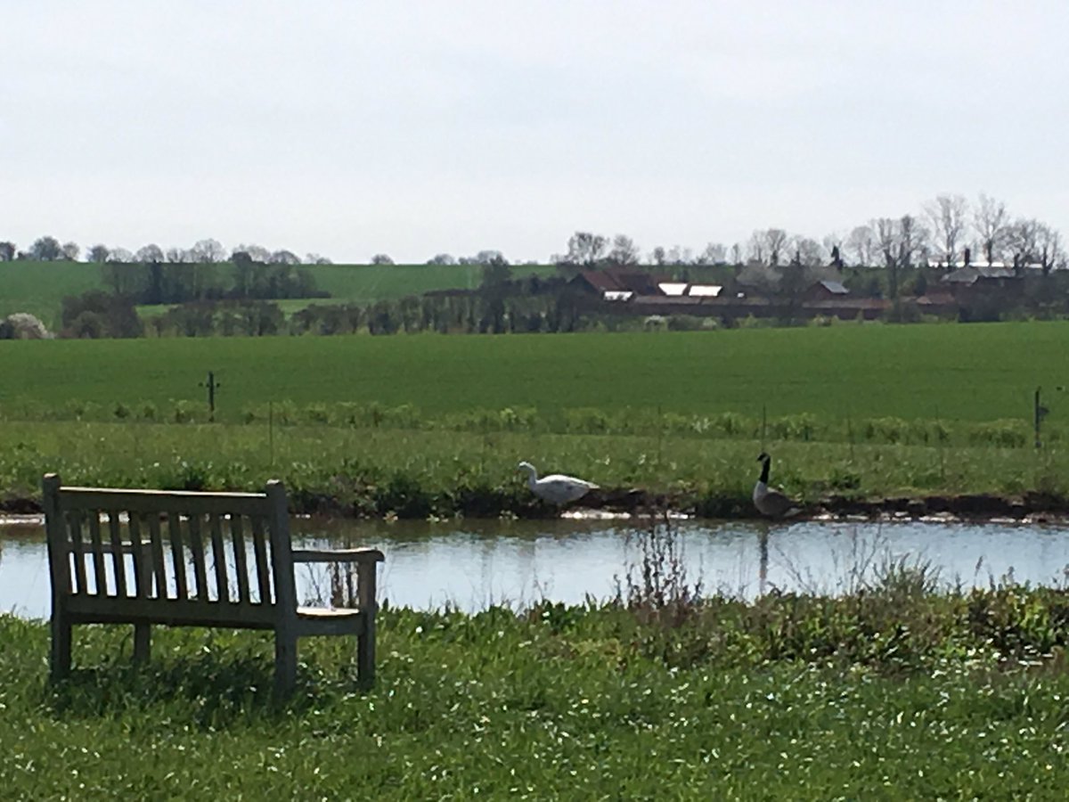 A couple of visitors on our pond this morning! #essexwildlifetrust