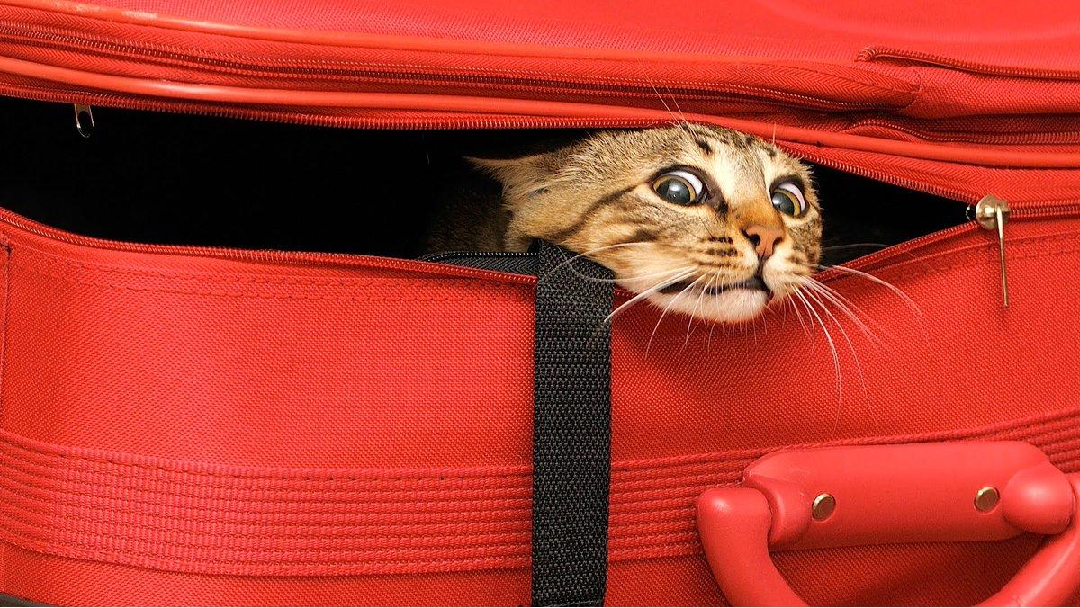 Once we arrive in Europe though, we discover everyone is want to go to UK because that nicest place (nothing do with jizya-benefits or vulnerable girl sex slaves, nothing at all, in fact Islamicat not even know what they is), so we on move again