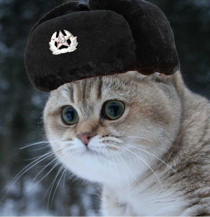 But longer Islamicat stay in Europe, I is realize it is not nice place really for Pusslims and we is must strive to make it dar-al Islam. Europe is really controlled from afar by Dark Lord Vladimir Mewtin!
