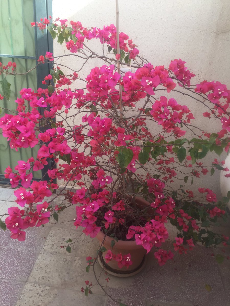 ما اجمل الورد