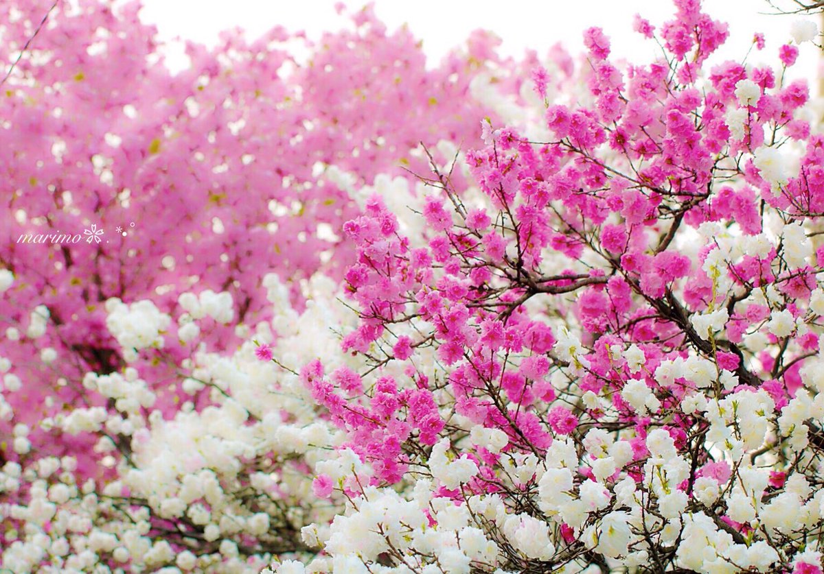 marimo2525bu's tweet photo. ❀.:*ฺ❀࿐🌸
   こんばんは～ ·͜·✩‧✧̣̇‧¨̮

   花桃..
   花嫁さんみたい..🌸✩.*˚
   
   ピンクのハート柄が
   可愛かったですｮ～♡
   
   分かるかな～¨̮
                 ❀.:*ฺ❀࿐🌸

  今日一日
  お疲れ様(*ˊᵕˋ*)੭でした..¨̮

        ٭❀٭#花桃٭❀٭ https://t.co/3EBb7PtK9P
