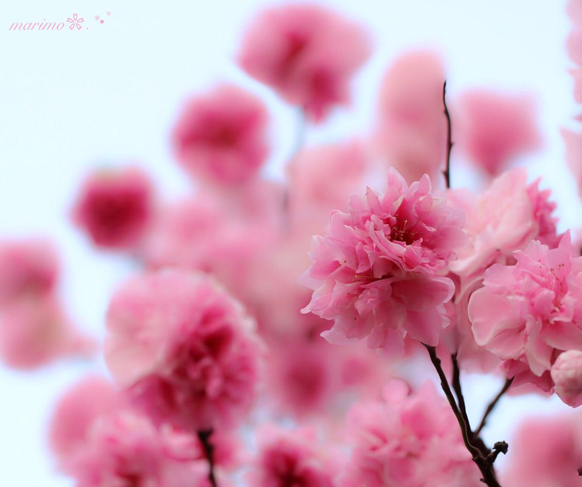 marimo2525bu's tweet photo. ❀.:*ฺ❀࿐🌸
   こんばんは～ ·͜·✩‧✧̣̇‧¨̮

   花桃..
   花嫁さんみたい..🌸✩.*˚
   
   ピンクのハート柄が
   可愛かったですｮ～♡
   
   分かるかな～¨̮
                 ❀.:*ฺ❀࿐🌸

  今日一日
  お疲れ様(*ˊᵕˋ*)੭でした..¨̮

        ٭❀٭#花桃٭❀٭ https://t.co/3EBb7PtK9P