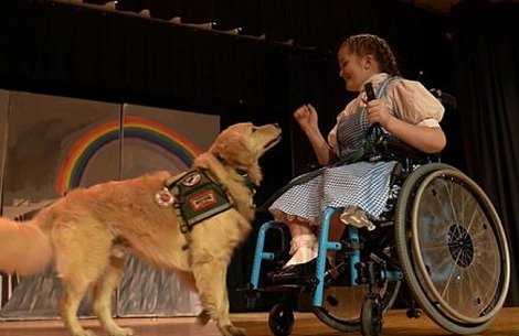 子犬のへや ニュージャージー州 骨形成不全症で車椅子が手放せないエリンさん 17歳 学校の催し物で オズの魔法使い のドロシーに抜擢される トト役はサービスドッグの ゲージ 話題犬 子犬 Dailymail T Co 5zwy7jzx6a