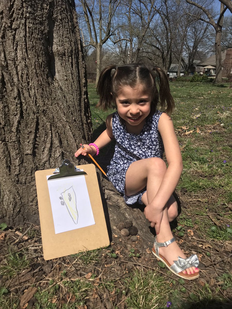 rachelbernalisd's tweet image. Ss observed closely to make “nonfiction drawings” of living things in our forest habitat. @lufflions #ISDkinder #ISDStrong @isdscience