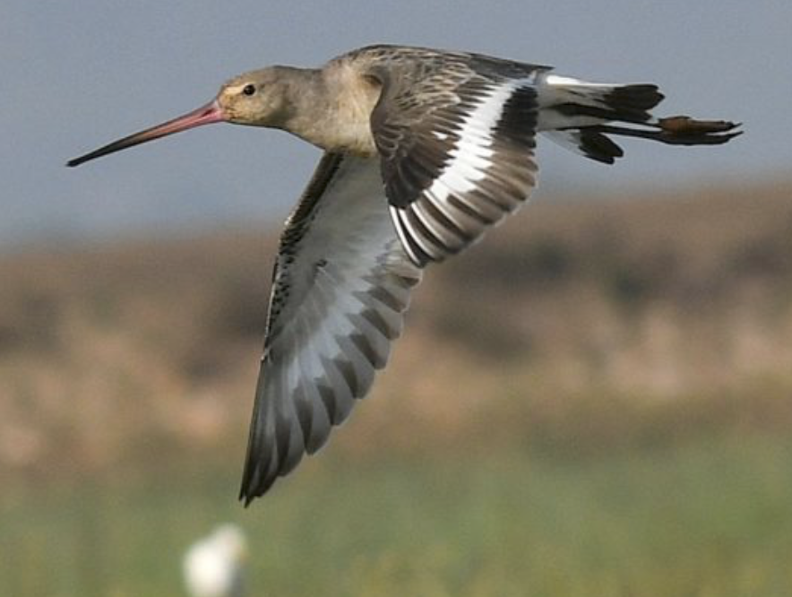 WildLife Magazine (@wildlifemag01) on Twitter photo Stop the mass slaughter of migratory birds! Take action by signing a petition with <a href="/RainforestResq/">Rainforest Rescue</a> #birds #animals #savelanimals Stop the mass slaughter of migratory birds! Take action by signing a petition with <a href="/RainforestResq/">Rainforest Rescue</a> #birds #animals #savelanimals