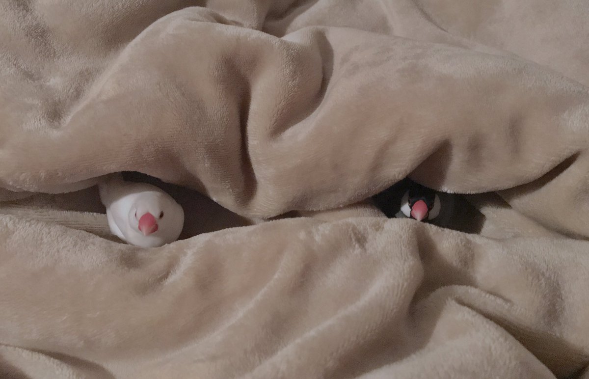 寒くてしまいこんだ毛布を出したらこう