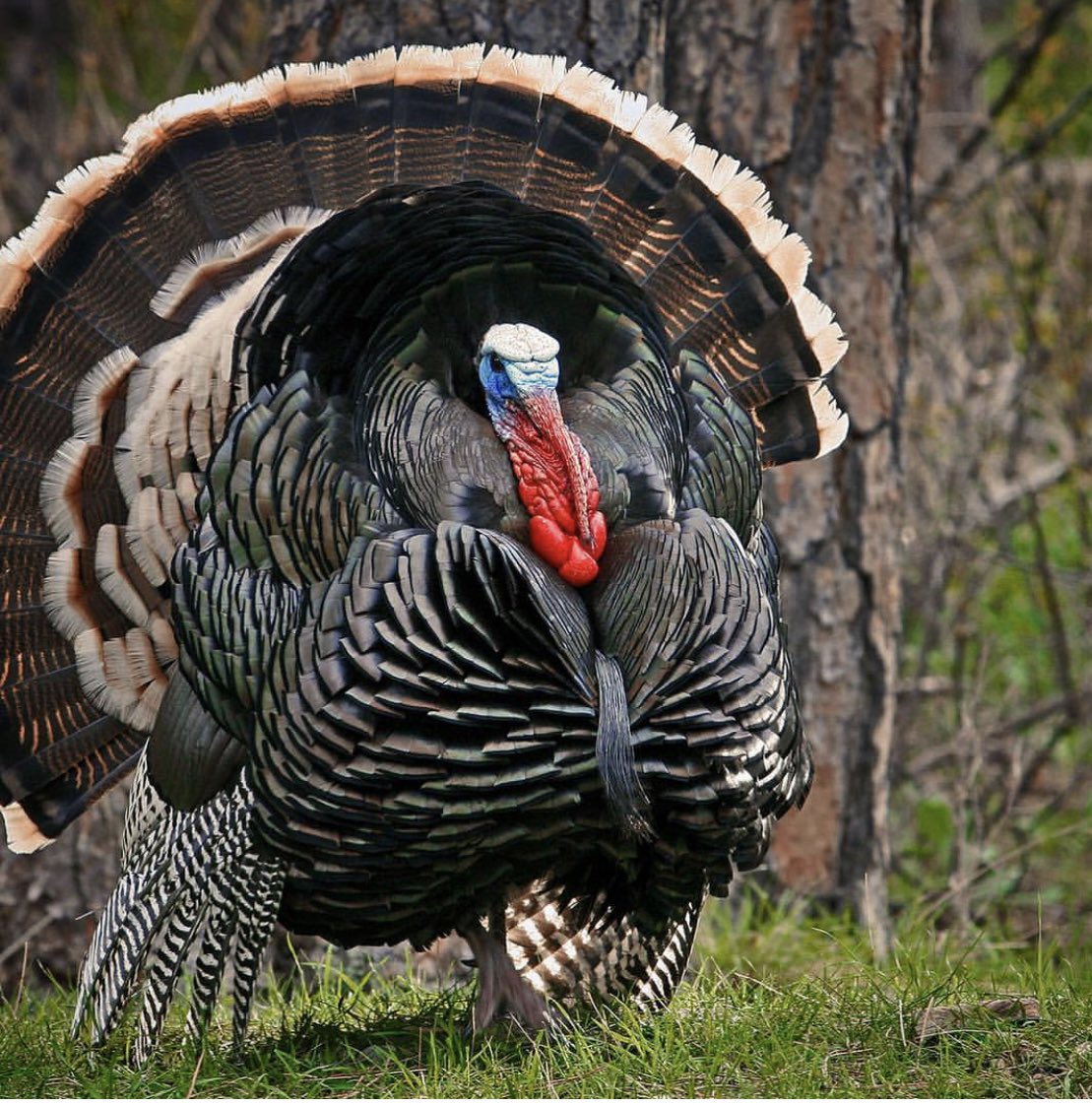 triangleoutdoo1's tweet photo. Hope the #turkeyhunting is as good as this morning is. #shoplocal #turkey #hunting #longbeard #trophy https://t.co/UR062f9uFS