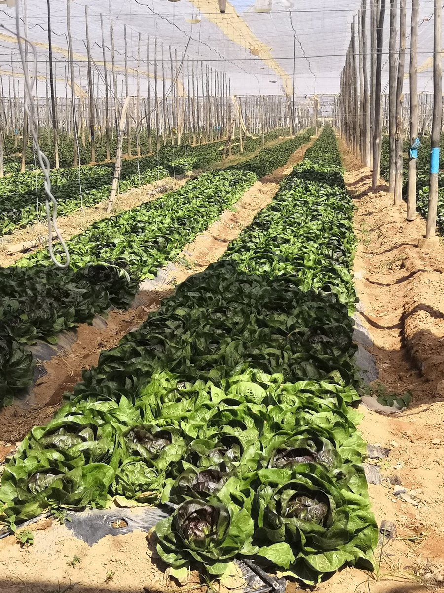 MarieAVeilleux's tweet photo. Great to see our @EBRD impact in the field! I visited our client and partner in #Morocco groupe Coopératif #Maïsadour with our team. Supporting local farmers and  local community (in particular women and youth) 50km from #Agadir. https://t.co/bdgNf6FZb7
