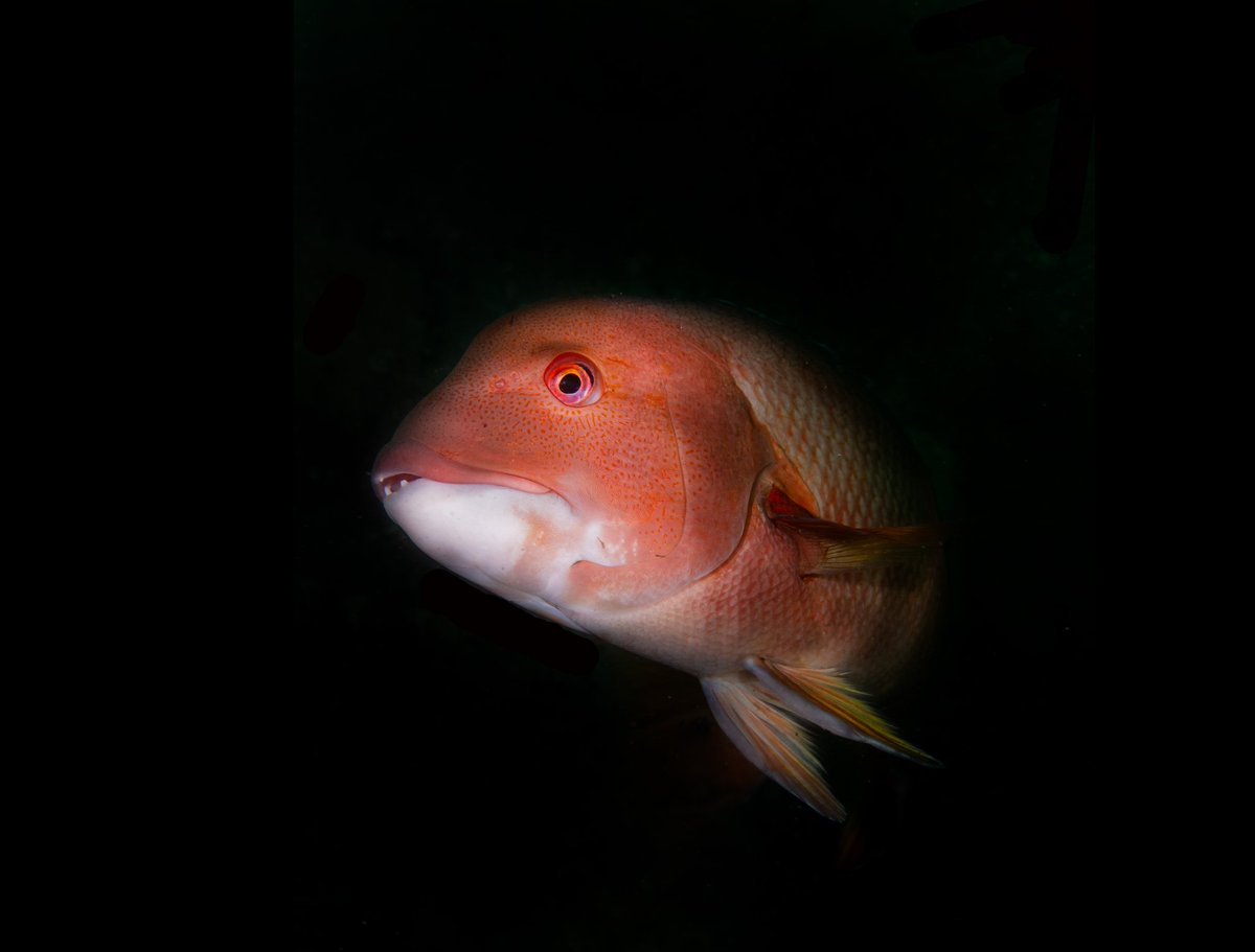 oceaneyeschile's tweet photo. El pejeperro es una especie de gran interés pesquero en nuestras costas. A pesar de que existen evidencias de la disminución de su tamaño y de la alta presión pesquera a la que está sometida, su categoría de conservación es "deficiente de datos" según la  @redlisteco
#Ciencia https://t.co/f7dutnW4JK