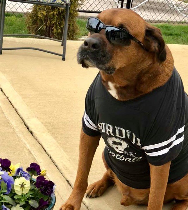 pucvm's tweet photo. Help PVM win $2000 in the Most Creative Purdue Pet Challenge on Day of Giving! SEND US PICTURES to enter of your pet in Purdue gear NOW THRU APRIL 19TH! PVMgiving@prf.org. 

Join in at https://t.co/O3WGvxjSN8 

#PurdueDayofGiving https://t.co/SZbPpMRxQn
