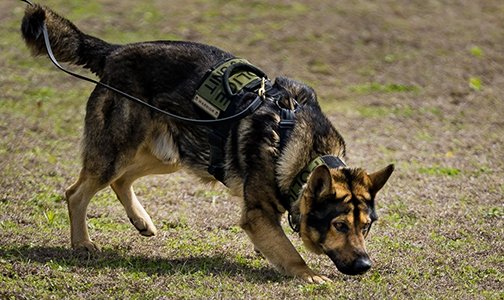 Pflugerville PD K9 Unit tweet media