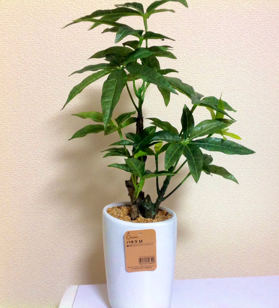 Dia 最近 ニトリでパキラを買った 育て方を調べてお水あげたり陽に当てたりしてたのにタグを見たら材質 ポリエステル セラミックって記載されてて虚無中の虚無 イミテーション