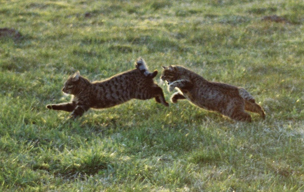 AREKU_Avalinity's tweet photo. Ran a test roll through the F5 to see if everything was working properly (and it did), here’s from testing the AF - cats being cats 😼 https://t.co/ksVAhfori5