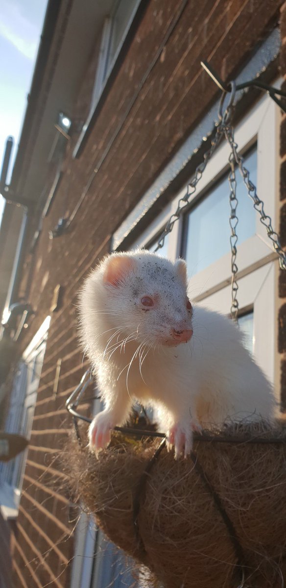 ChildrenFerret's tweet photo. #ferret #ferrets https://t.co/n7J3Jl1k99